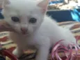 FLOQUINHO