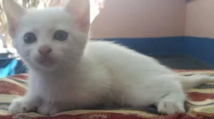 Gato raça vira lata idade Abaixo de 2 meses nome PÉROLA