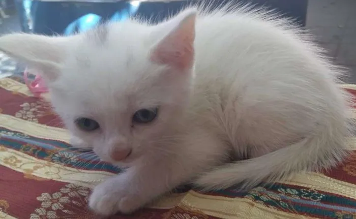 Gato ra a Vira lata idade Abaixo de 2 meses nome MANCHINHA