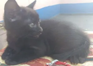 Gato raça vira lata idade Abaixo de 2 meses nome HARRY