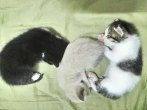 Gato raça  idade Abaixo de 2 meses nome sem nome