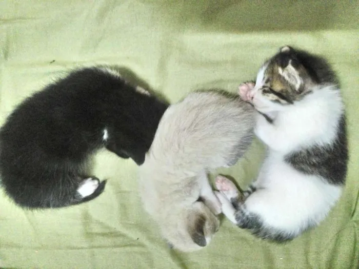 Gato ra a  idade Abaixo de 2 meses nome sem nome