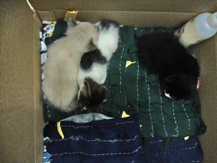 Gato ra a  idade Abaixo de 2 meses nome sem nome