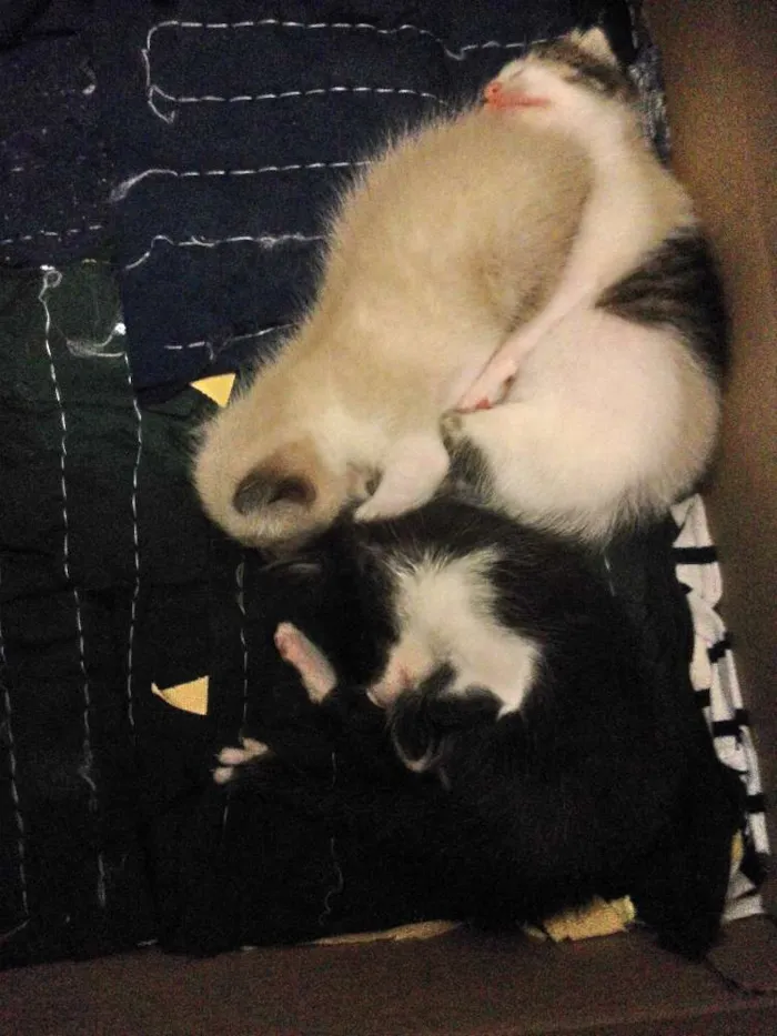 Gato ra a  idade Abaixo de 2 meses nome sem nome