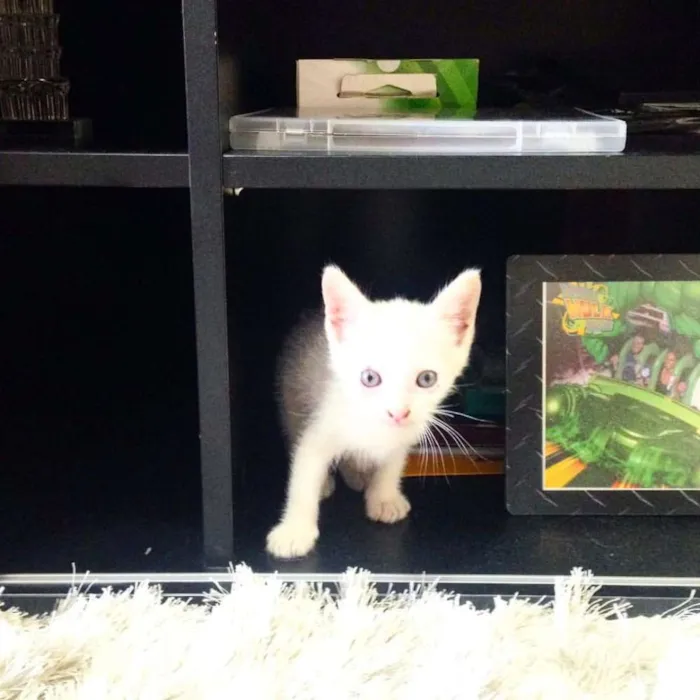 Gato ra a vira lata idade Abaixo de 2 meses nome Olafo