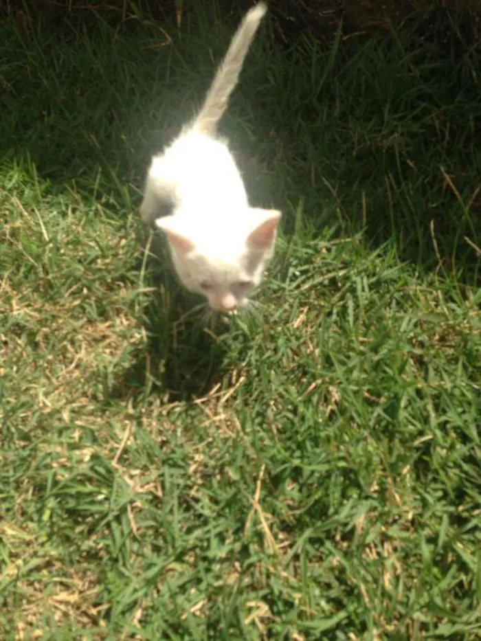 Gato ra a vira lata idade Abaixo de 2 meses nome Olafo