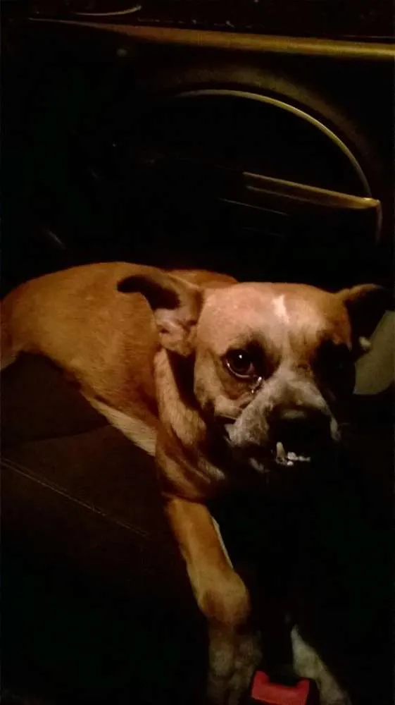 Cachorro ra a feia idade  nome não sei