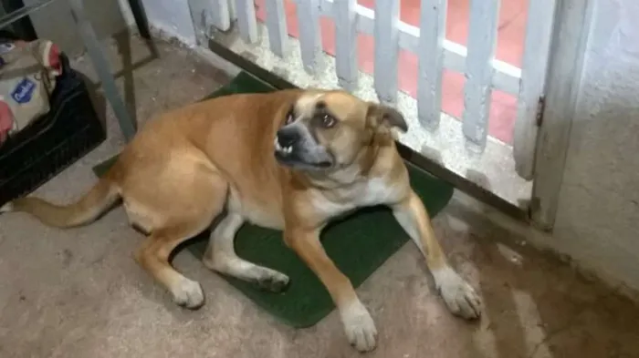 Cachorro ra a feia idade  nome não sei