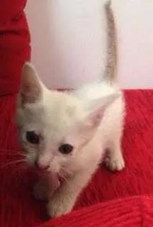 Gato raça vira lata idade Abaixo de 2 meses nome Olafo
