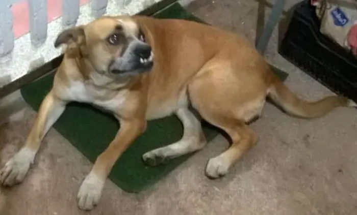 Cachorro ra a feia idade  nome não sei