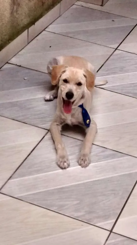 Cachorro ra a  idade 1 ano nome lupy
