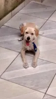 lupy