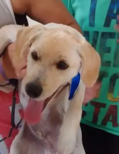 Cachorro ra a  idade 1 ano nome lupy