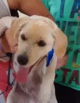 lupy