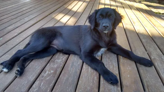 Cachorro ra a Vira lata idade 7 a 11 meses nome Cacau