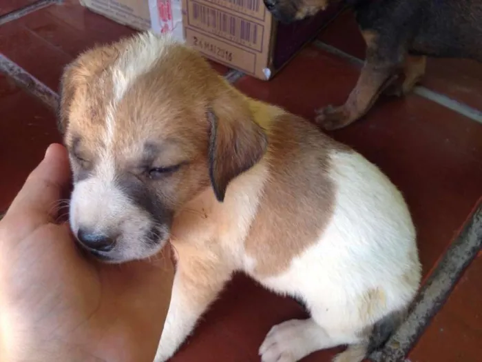 Cachorro raça SRD idade 2 a 6 meses nome não possui