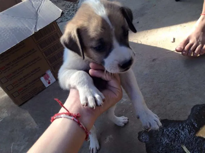 Cachorro raça SRD idade 2 a 6 meses nome não possui