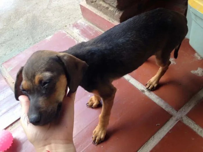 Cachorro raça SRD idade 2 a 6 meses nome não possui