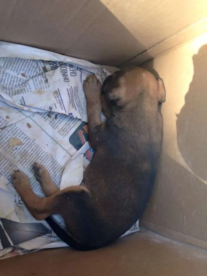 Cachorro raça SRD idade 2 a 6 meses nome não possui