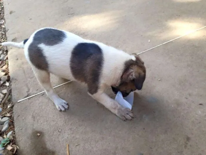 Cachorro raça SRD idade 2 a 6 meses nome não possui