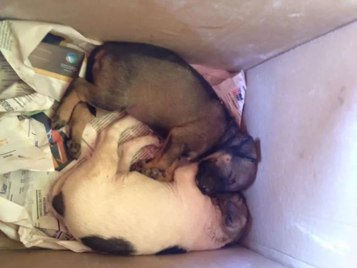 Cachorro raça SRD idade 2 a 6 meses nome não possui