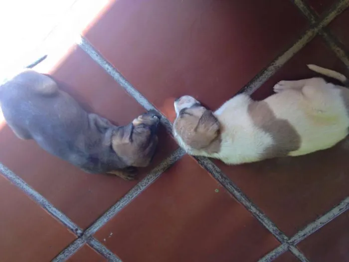 Cachorro raça SRD idade 2 a 6 meses nome não possui
