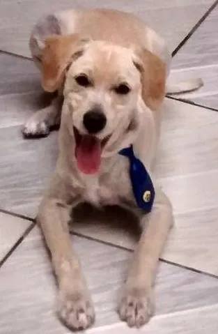 Cachorro ra a  idade 1 ano nome lupy