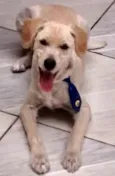 lupy