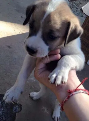 Cachorro raça SRD idade 2 a 6 meses nome não possui
