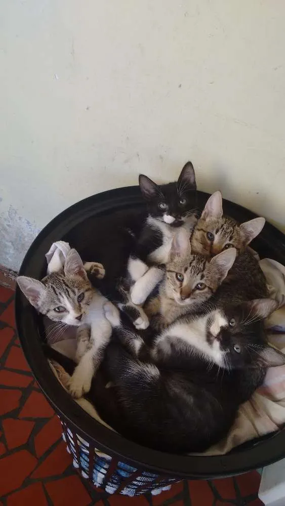 Gato raça Comum idade 2 a 6 meses nome Não definido