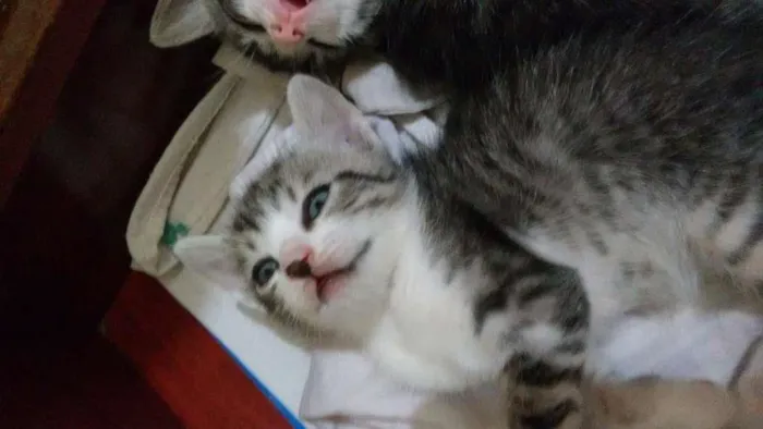 Gato raça Comum idade 2 a 6 meses nome Não definido