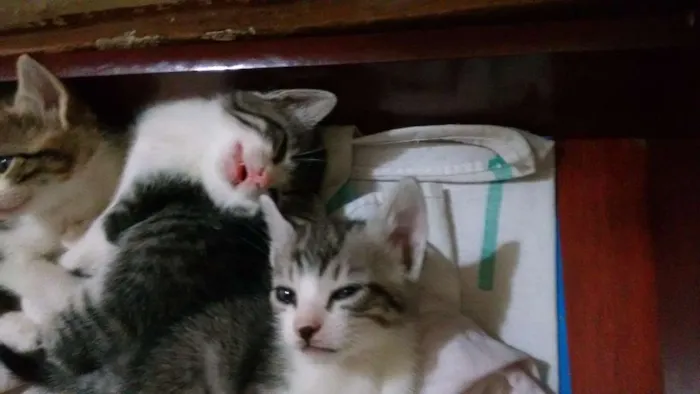 Gato raça Comum idade 2 a 6 meses nome Não definido