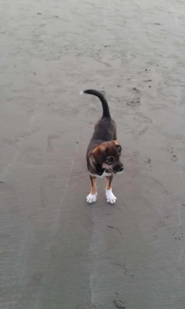 Cachorro ra a  indefinida idade 7 a 11 meses nome Bob