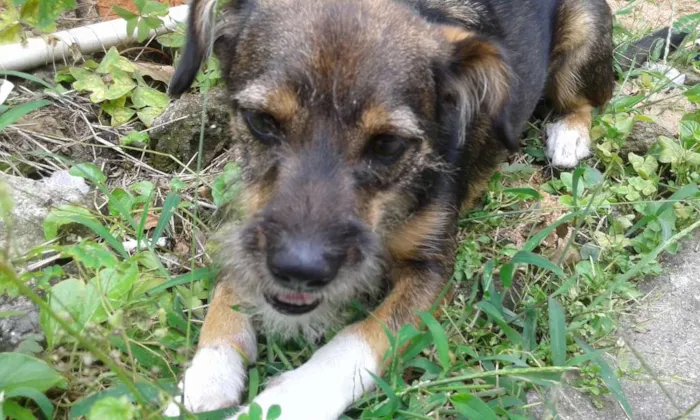 Cachorro ra a  indefinida idade 7 a 11 meses nome Bob