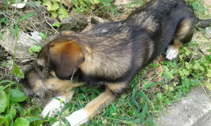 Cachorro ra a  indefinida idade 7 a 11 meses nome Bob