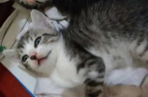 Gato raça Comum idade 2 a 6 meses nome Não definido