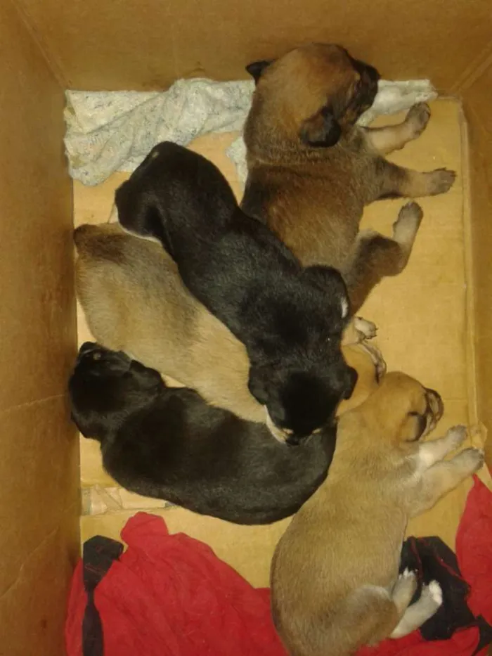 Cachorro ra a  idade Abaixo de 2 meses nome ---