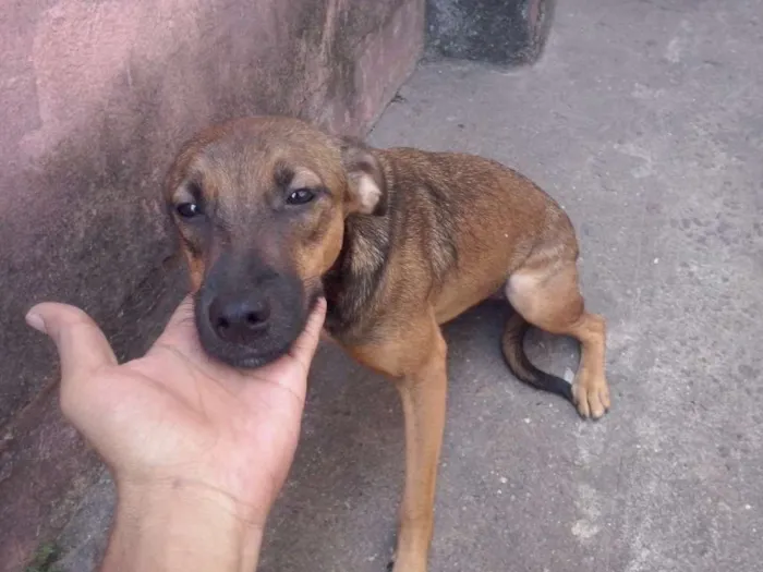 Cachorro ra a Vira-Lata idade 7 a 11 meses nome Princesa e Belinha
