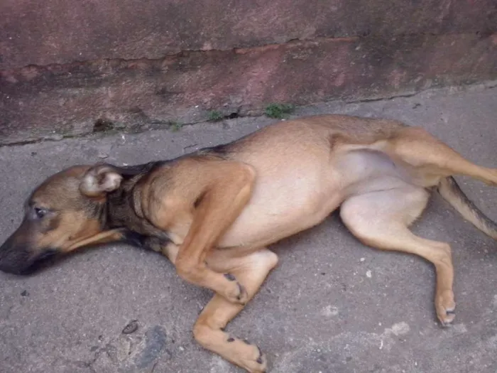 Cachorro ra a Vira-Lata idade 7 a 11 meses nome Princesa e Belinha