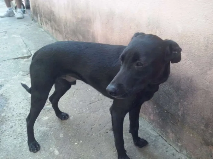 Cachorro ra a Vira-Lata idade 7 a 11 meses nome Princesa e Belinha