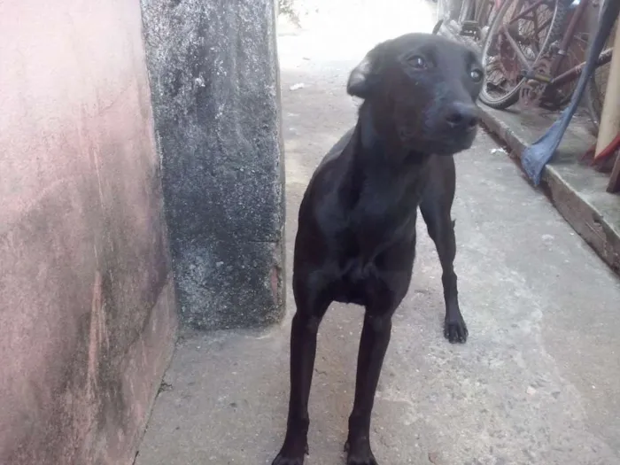 Cachorro ra a Vira-Lata idade 7 a 11 meses nome Princesa e Belinha