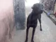 Princesa e Belinha