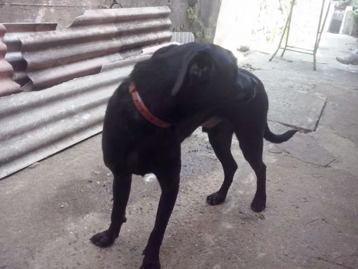 Cachorro ra a Vira-Lata idade 7 a 11 meses nome Princesa e Belinha