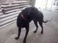 Princesa e Belinha