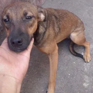 Cachorro raça Vira-Lata idade 7 a 11 meses nome Princesa e Belinha