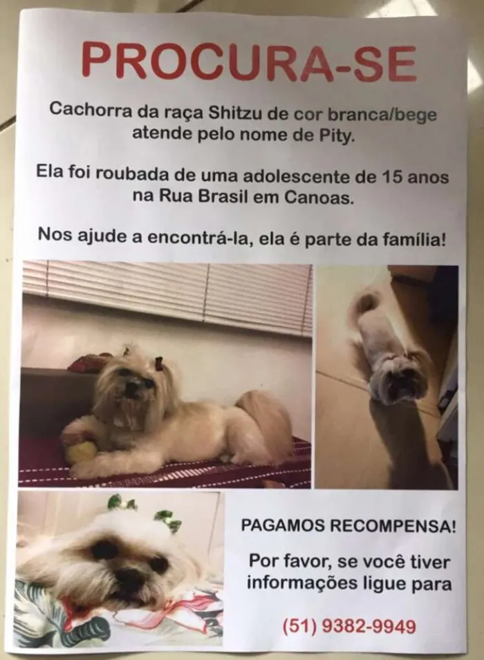 Cachorro ra a SHITZU idade 6 ou mais anos nome PITTY GRATIFICA