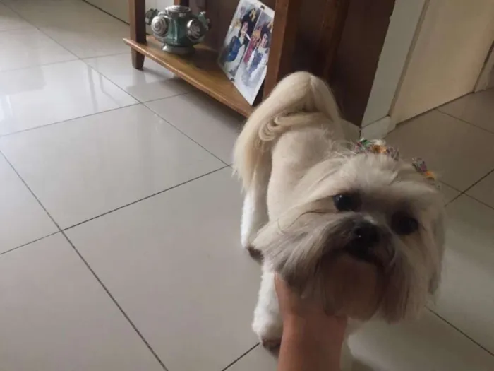 Cachorro ra a SHITZU idade 6 ou mais anos nome PITTY GRATIFICA