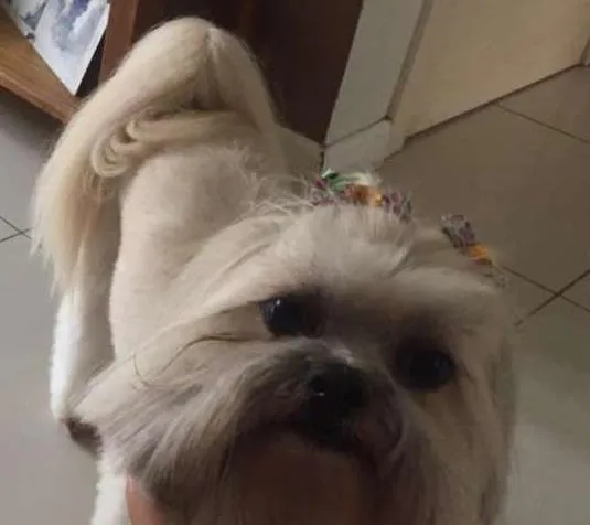 Cachorro ra a SHITZU idade 6 ou mais anos nome PITTY GRATIFICA