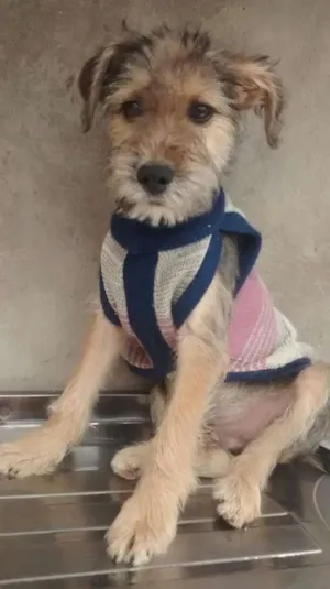 Cachorro raça SRD idade 2 a 6 meses nome moisés