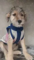 moisés